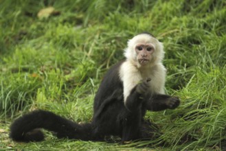 White-headed capuchin (Cebus capucinus), ground, sitting, capuchin monkeys, capuchin monkey, Cebus,