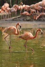 Two american flamingo (Phoenicopterus ruber) pink bird in pond