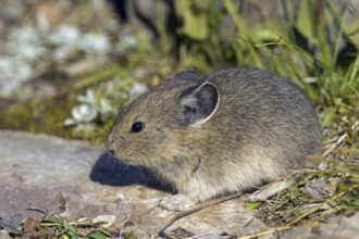 American pika (Ochotona princeps) native to alpine regions of Canada and western US, where its