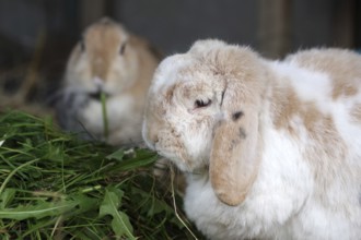 Rabbit (cuniculus), pet, two, portrait, ram rabbit, dwarf rabbit, grass, food, two domestic rabbits