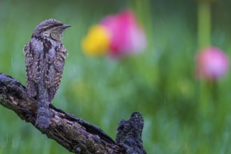 Eurasian wryneck (Jynx torquilla) on gnarled branch, foraging, in the rain, woodpecker, biosphere