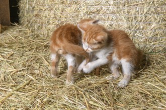 Two kittens playing in a farmhouse. Bas-Rhin, Collectivite europeenne d'Alsace, Grand Est, France,