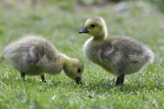 Canadian wild goose (Branta canadensis) chicks in the Tiergarten Berlin, Germany, Europe