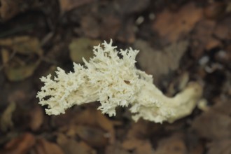 Comb-shaped coral (Clavulina coralliodes), comb coral, corals, Korella, Clavulina, coral-like,