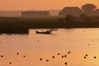 Hauener Pütte nature reserve in the early morning, Krummhörn, East Frisia, Lower Saxony, North Sea,