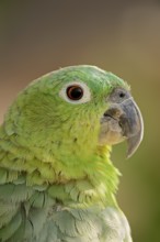 Salvadori's miller amazon (Amazona farinosa virenticeps), portrait, captive, occurrence in South