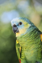 Blue-fronted Amazon (Amazona aestiva), portrait, captive, occurrence in South America