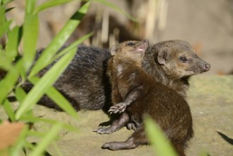 Common kusimanse (Crossarchus obscurus) with juvenile, captive, occurrence in Africa