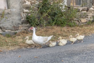 White duck female followed by her chicks on farm. Aubrac, France, Europe