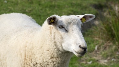 Domestic sheep (Ovis orientalis aries), Föhr Island, North Frisia, Schleswig-Holstein, Germany,