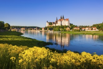 Meissen in the morning light