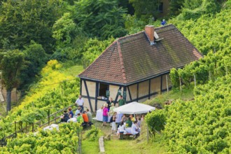 Open Winery Day in Saxony