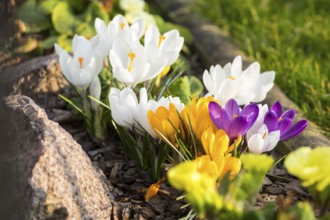 Crocuses (Crocus) in flower on a border, Saxony, Germany, Europe