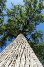 Forest of Troncais . Remarkable oak. Allier department. Auvergne Rhone Alpes. France