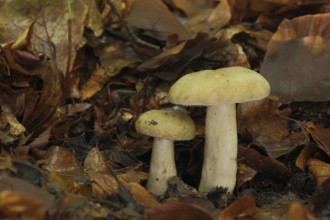 Grey-green milkling (Lactarius blennius), two, milkling (lactarius), russulaceae, brittle-leaved,