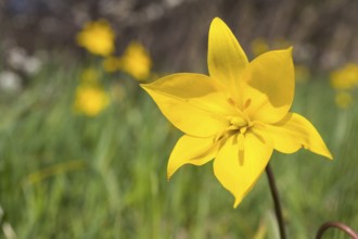 Wild tulip (Tulipa sylvestris) in flower, Saxony, Germany, Europe