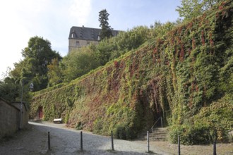 Wall with overgrown ivy and stairway to the castle, Marburg, Hesse, Germany, Europe