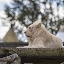 White lion (Panthera leo), male in profile, resting, colour mutation, leucism, captive, Safaripark,