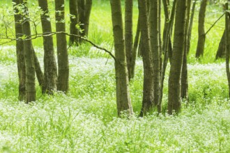 Floodplains on the Röschenbach near Böhlen