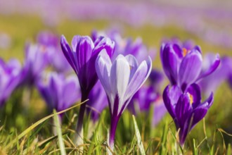 Drebach Crocus Meadows