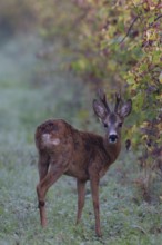 European roe deer (Capreolus capreolus) in autumn leaves, Wittlich, Rhineland-Palatinate, Germany,