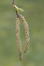 Silver birch, warty birch, European white birch (Betula pendula) (Betula verrucosa) close-up of