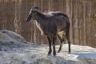 Himalayan tahr (Hemitragus jemlahicus) native to the Himalayas in southern Tibet, northern India