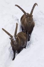 Two Alpine ibex (Capra ibex) males foraging in deep snow in winter