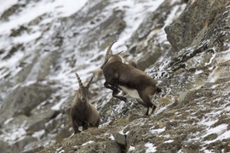 Two young Alpine ibex (Capra ibex) males fighting on mountain slope during the rut in winter, Gran