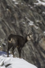 Chamois (Rupicapra rupicapra) male foraging in the snow on mountain slope in winter in the European