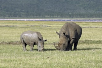 White rhinoceros (Ceratotherium simum) female with young grazing grass, Lake Nakuru National Park,