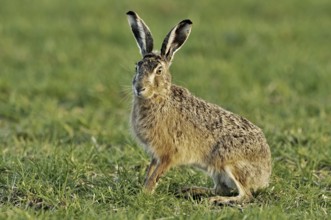 European hare (Lepus europaeus), brown hare sitting in meadow, the Netherlands