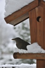 Common Blackbird (Turdus merula) female on birdfeeder, bird feeder, bird table in the snow in