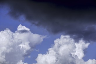 congestus, towering cumulus cloud (Cumulus) turning into Cumulonimbus calvus and black rain cloud