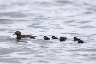 Long-tailed duck (Clangula hyemalis) female swimming in sea with ducklings in summer, Iceland,