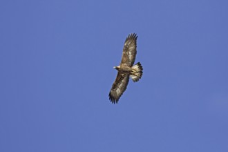 European golden eagle (Aquila chrysaetos) juvenile in flight soaring against blue sky