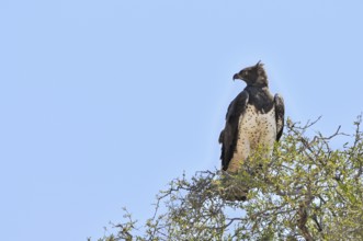 Martial Eagle (Polemaetus bellicosus) perched in tree top, South Africa, Africa