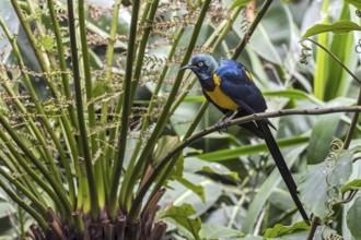 Golden-breasted starling, royal starling (Lamprotornis regius) native to East Africa