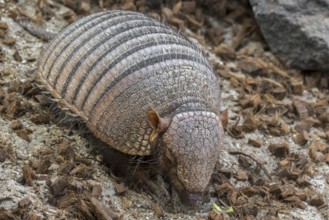 Screaming hairy armadillo (Chaetophractus vellerosus), small screaming armadillo, burrowing