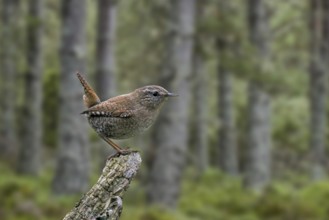 Eurasian wren (Troglodytes troglodytes) (Nannus troglodytes) perched on tree stump in coniferous