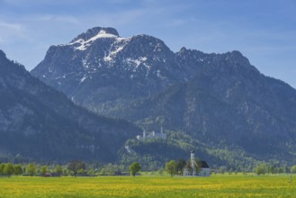 Blooming dandelion meadow, behind pilgrimage church St. Coloman, Neuschwanstein Castle and the