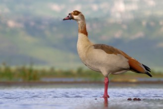 Egyptian goose (Alopochen aegyptiaca) in a pond, Kwazulu Natal Province, South Africa, Africa