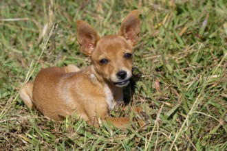 Little dog laying on grass, Serra da Canastra, Minas Gerais state, Brazil, South America