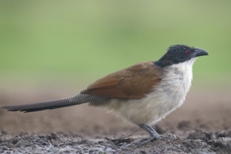 Burchell's coucal (Centropus burchellii), Kwazulu Natal Province, South Africa, Africa