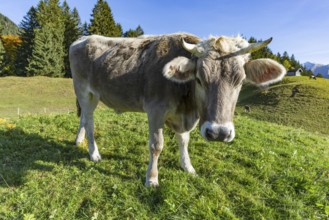 Allgäuer Braunvieh (Bos primigenius taurus), Allgäu, Bavaria, Germany, Europe