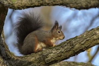 Eurasian red squirrel (Sciurus vulgaris), sitting on a branch, blue sky, Rosensteinpark, Stuttgart,