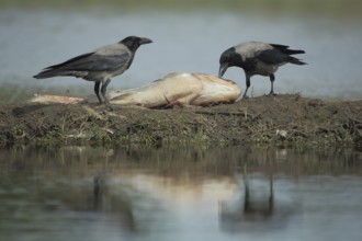 Two hooded crow (Corvus corone cornix) with ace fish while feeding, Feldberg, Feldberger,