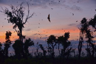 Straw-coloured Fruit Bats (Eidolon helvum), in flight at first light, Kasanka National Park,