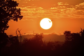 Straw-coloured Fruit Bat (Eidolon helvum), in flight at sunrise, Kasanka National Park, Zambia,