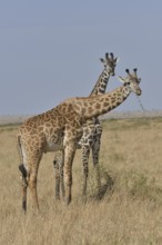 Maasai Giraffes or Kilimanjaro Giraffes (Giraffa camelopardalis tippelskirchi) while feeding,